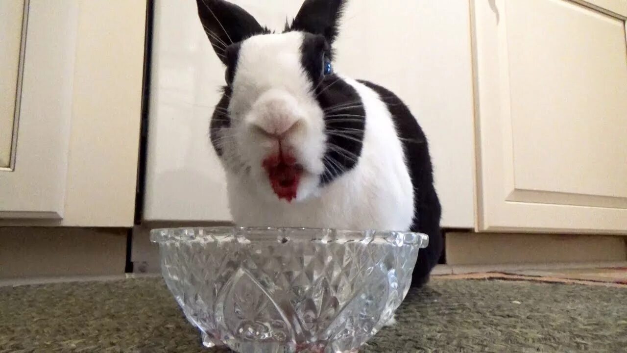 Можно ли кроликам клубнику. Что едят кролики. Кролик кушает.