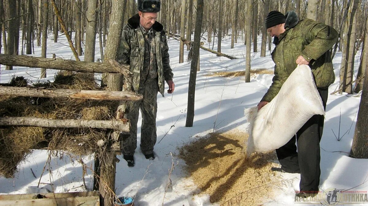 Помощь лосям. Егерь Лесник. Зимняя подкормка диких животных. Лесник зимой. Лесник в лесу зимой.