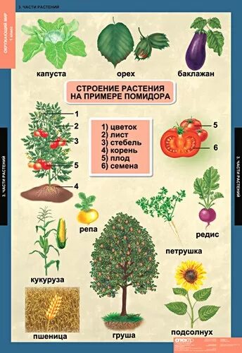 естествознание наглядные пособия. наглядный материал по естествознанию. печатные демонстрационные пособия начальная школа окружающий мир. наглядные пособия по естествознанию. учебные таблицы по окружающему миру.