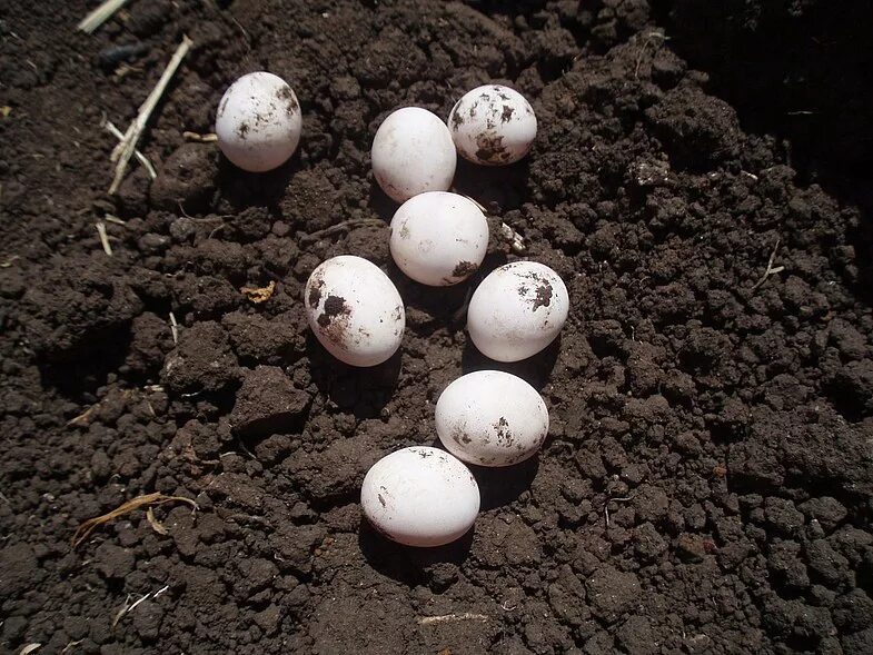 Можно ли сажать яйца. Маленькие белые яйца. Белые яйца в земле. Земля яйцо. Белые маленькие яйца в земле что это такое.