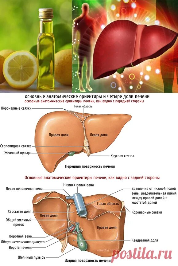 Как очищается печень. Доли печени. Квадратная и хвостатая доли печени.