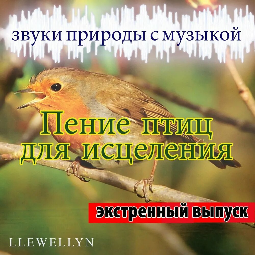 Звуки природы пение птиц. Звуки природы исцеляют. Пение птиц аудио. Звук пения птиц.