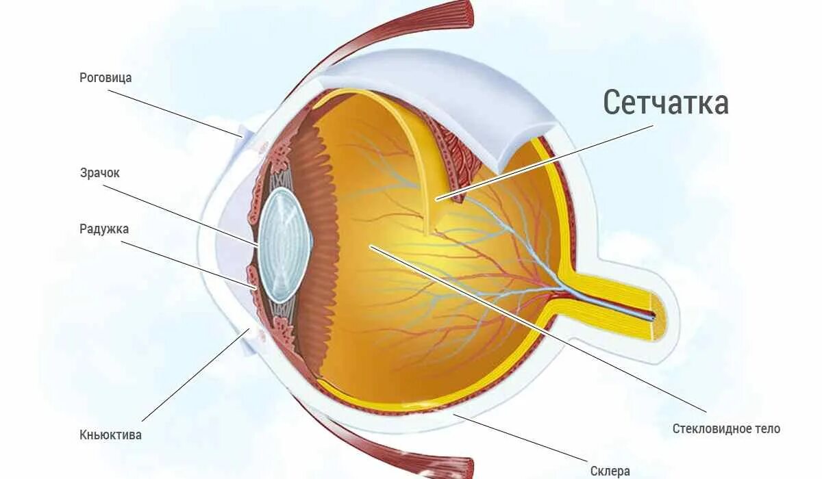 Отслойка сетчатки строение глаза. Строение глаза человека сетчатка глаза. Строение глаза человека анатомия сетчатки глаза. Сетчатка глаза строение отслоение.