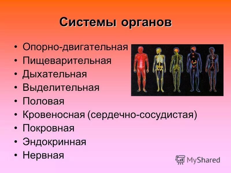 Система покровных органов человека функции. Система органов опорно двигательная система. Общий обзор организма человека. Системы органов человека 8 класс. Анатомия 8 класс.