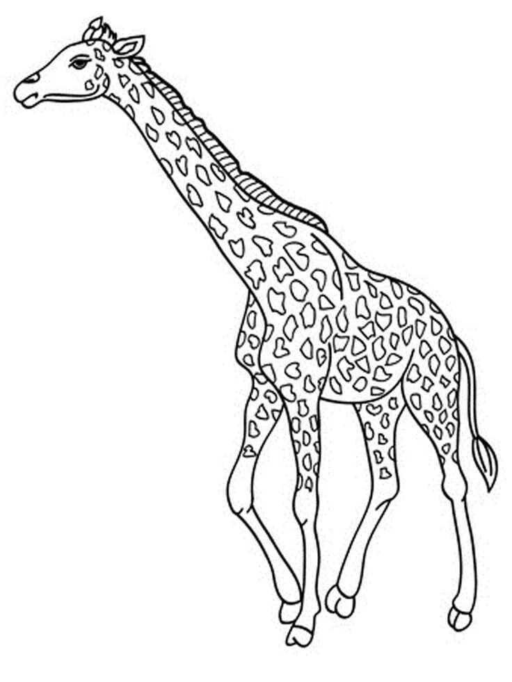 Раскраски для детей жираф распечатать бесплатно nice Giraffe Cartoon Free Kids Beautiful Coloring Page Giraffe coloring pages, A