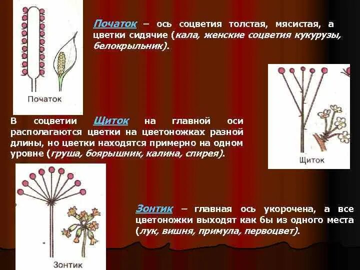 Простой початок. Соцветие кукурузы схема. У соцветия початок женские цветки располагаются на. Сидячие соцветия. Главная ось соцветия.