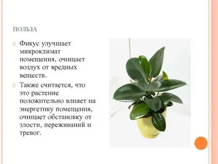 Фикус польза