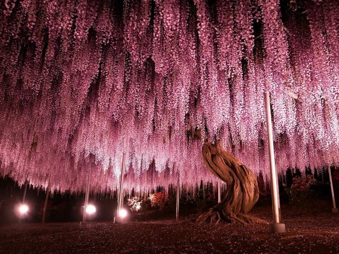 Сон красивые деревья. Глициния Асикага. Сад Кавати Фудзи. Глицинии в парке Асикага Япония. Дерево Глициния в Японии.