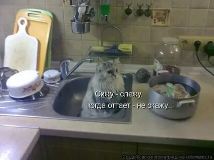 Сижу слежу