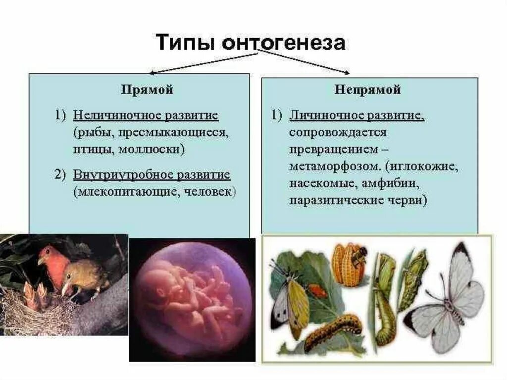 Онтогенез характерен. Типы развития онтогенеза. Типы онтогенеза личиночный яйцекладный внутриутробный. Непрямой личиночный онтогенез. Прямой онтогенез встречается у.