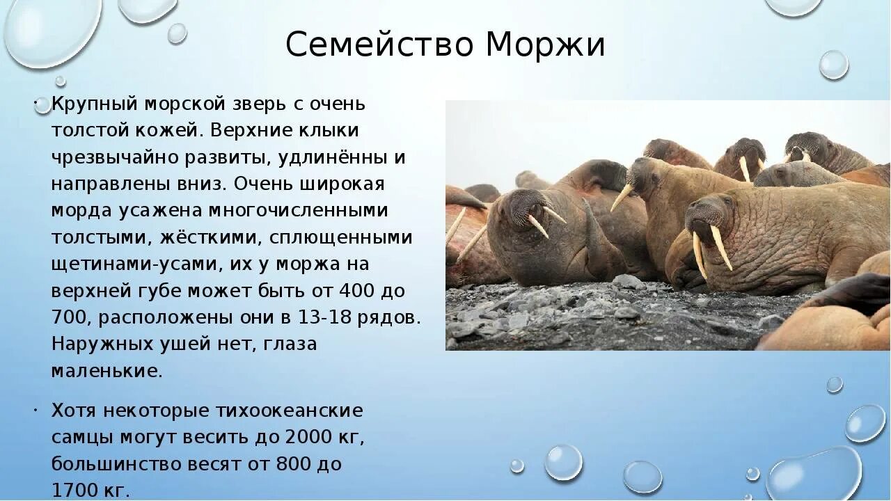Сколько жили моржи