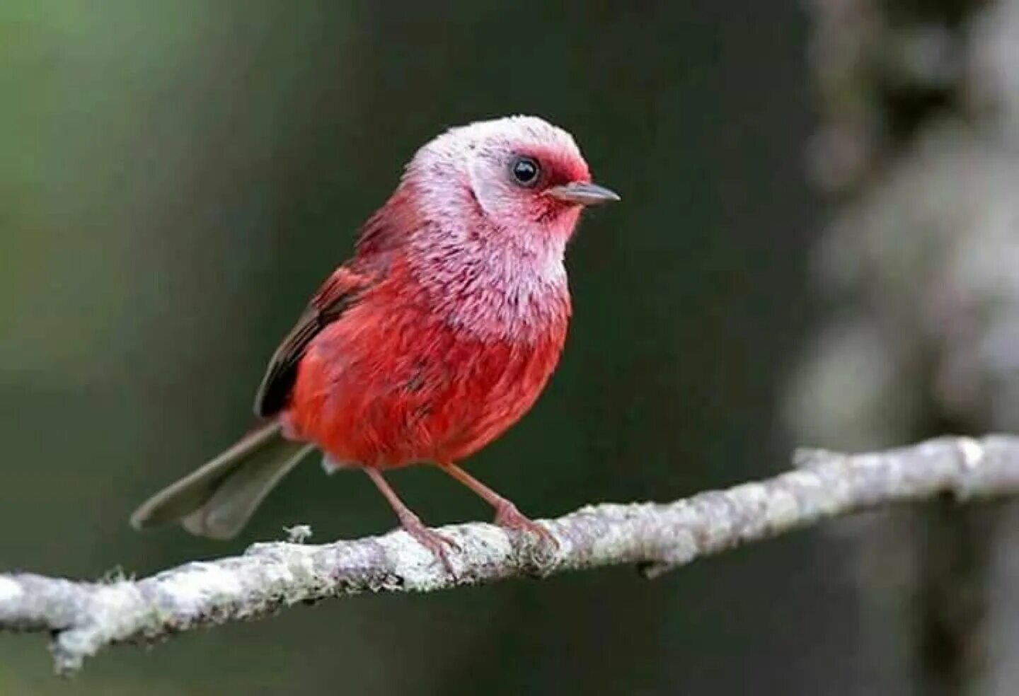 Маленькая розовая птица. Танагровый певун. Розовый танагровый певун / Cardellina versicolor. Пурпурный танагровый певун. Розовая птица.