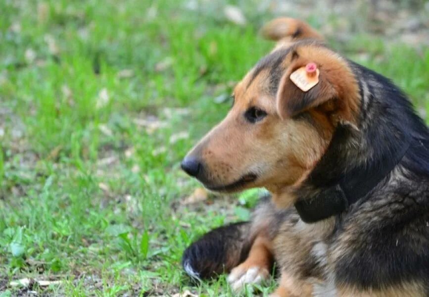 Уличные собаки. Бездомные собаки с бирками в ушах.