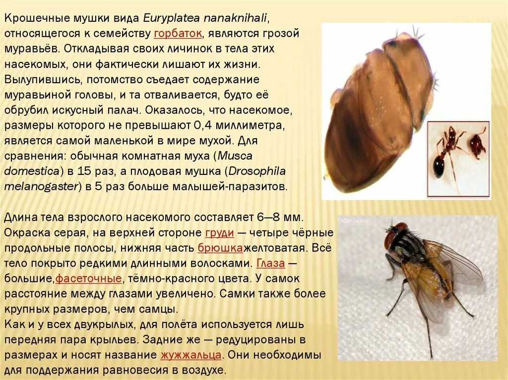 К чему муха в чае примета