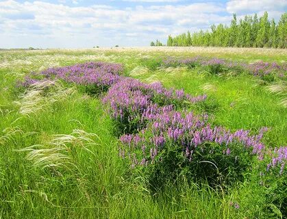 Курские растения