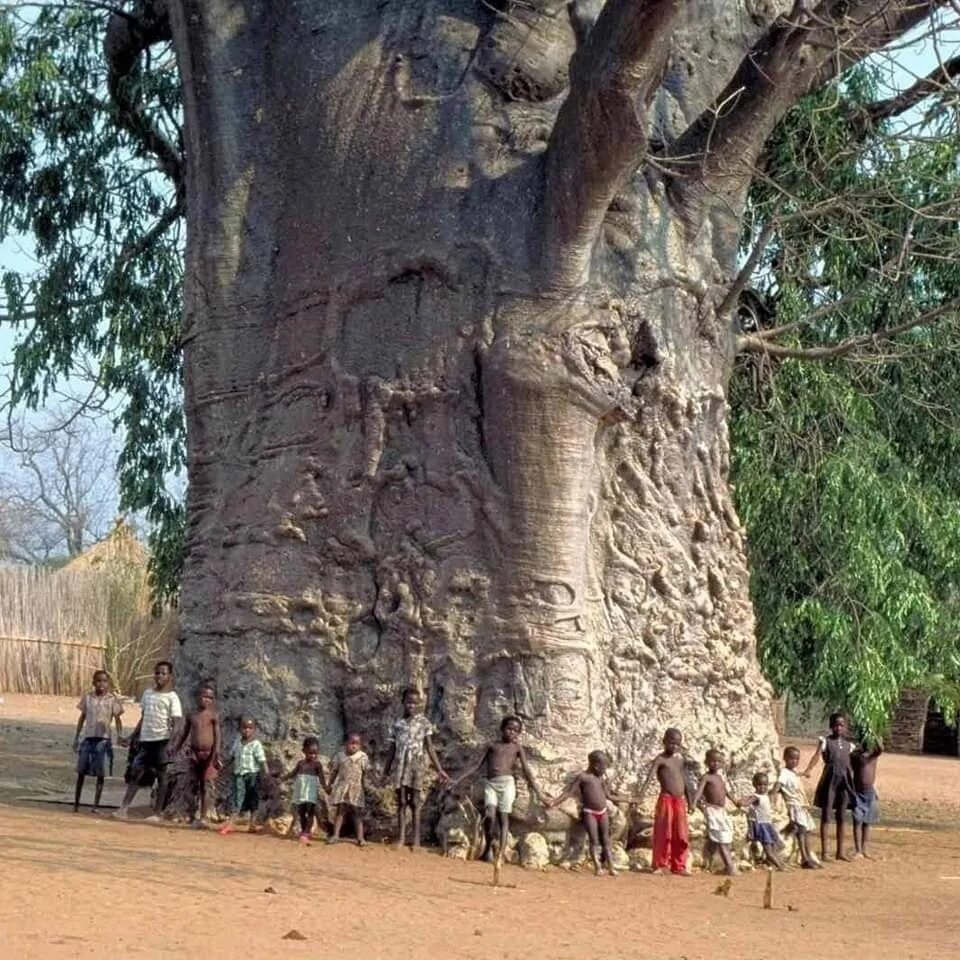 Баобаб дерево. Автовокзал в баобабе в Зимбабве. Баобаб Санлэнд Африка. Баобаб в Сенегале. Мир древних деревьев
