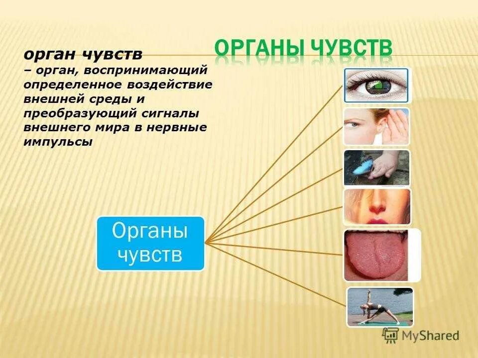 Органы чувств сердце. Органы чувств. Органы чувств определение. Система органов чувств человека. Органы чувств у человека названия.