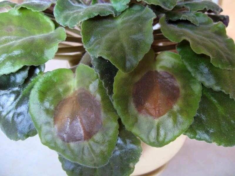 Фитофтороз фиалок. Фузариоз фиалок. Фитофтороз фиалок. Бурая гниль фиалки. Фитофтороз фиалок.