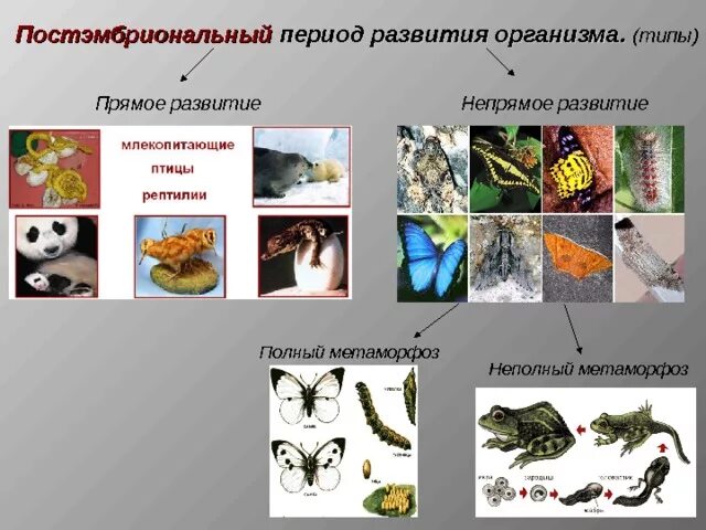 Типы постэмбрионального периода. Непрямое постэмбриональное развитие. Непрямое развитие постэмбрионального периода. Постэмбриональный период развития метаморфоз.