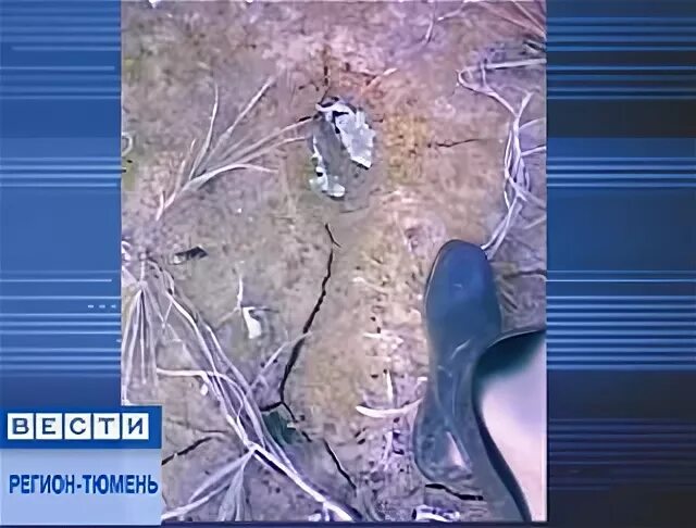 Следы мифического острова будут обнаружены. Следы древних людей. Неизвестные следы. Следы мифического острова будут обнаружены. Следы йети на ямале.