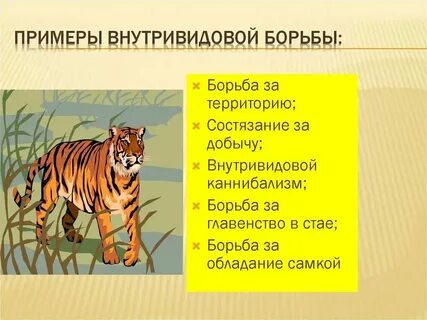 Укажите пример внутривидовой борьбы