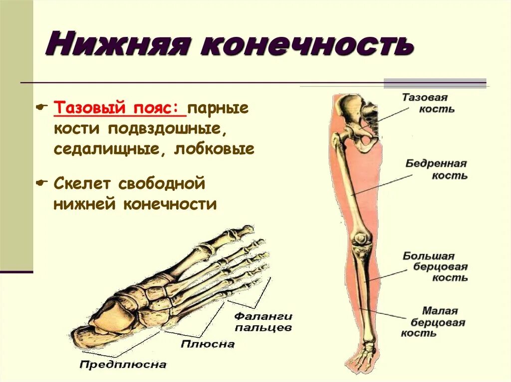 Нижняя конечность ноги