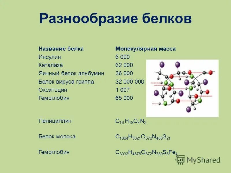 Многообразие белков