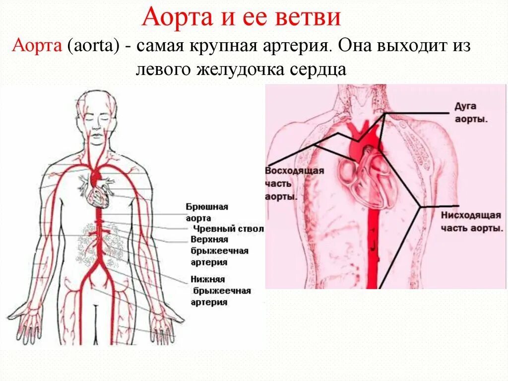 Строение аорты анатомия схема. Строение аорты человека схема. Артерии дуги аорты анатомия. Дуга аорты анатомия человека.
