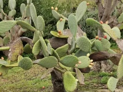 Opuntia ficus indica