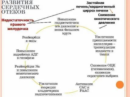Печень при сердечных отеков