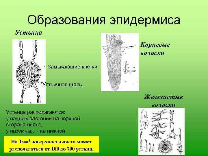 Какую роль играют корневые волоски и устьица