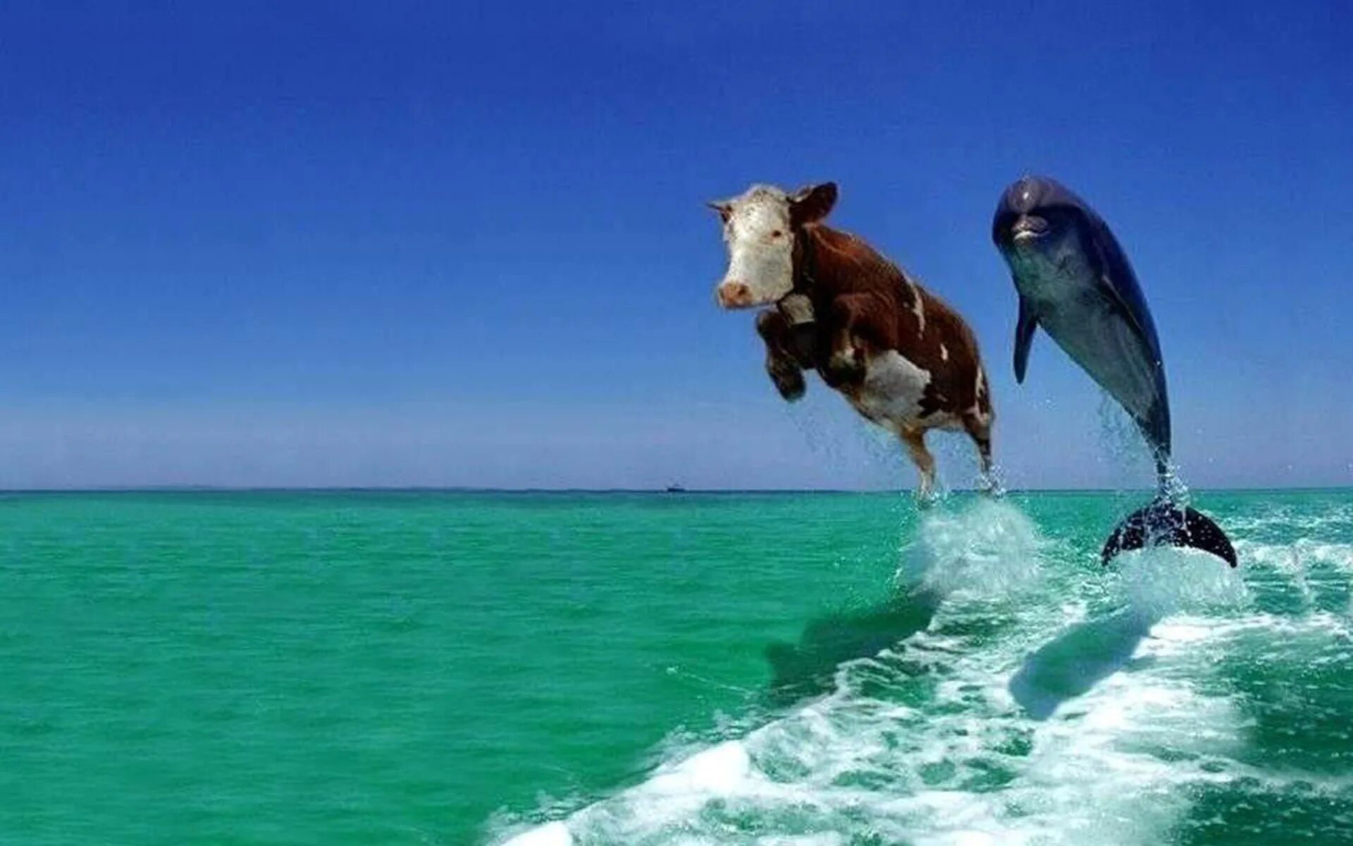 Корова в море. Животные моря. Корова на берегу моря. Корова у берега моря.