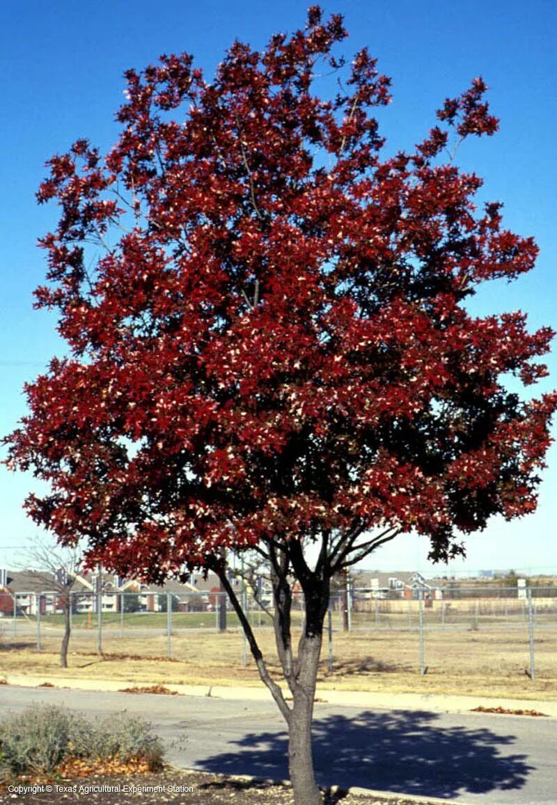 Quercus rubra (дуб красный) 'Aurea'. Ясень краснолистный. Дуб Кримсон Спайер. Клен черешчатый. Красно черешчатый дуб