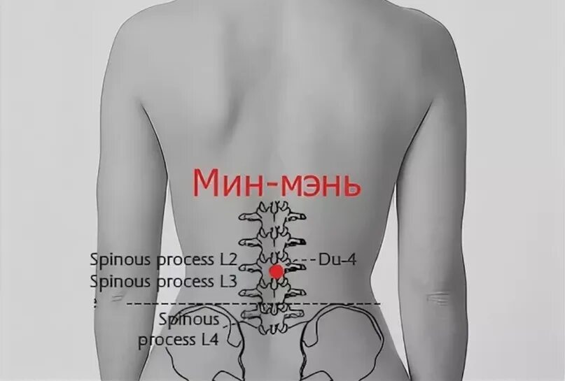 В области второе между ними. Точка "мин-Мэнь" врата жизни. Мин-Мэнь VG.4. Точка минь Мэнь. Точка минь Мэнь врата жизни.