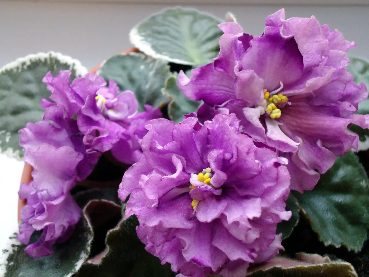 Вальс фиалка. Фиалка сн-эволет. Фиалка школьный вальс. Сенполия ек-севастопольский вальс. Сенполия сн-вальс цветов.