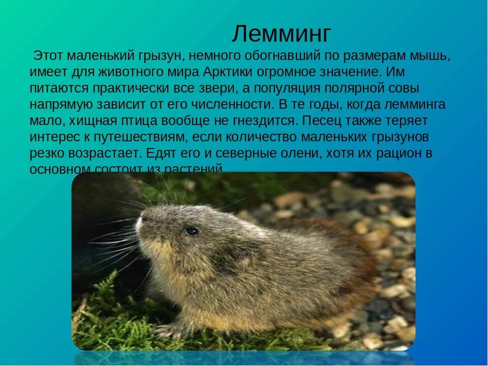 Лемминг фото и описание. Лемминги доклад 4 класс окружающий мир. рассказ о лемминге в тундре. лемминги среда обитания. сообщение о лемминге в тундре.