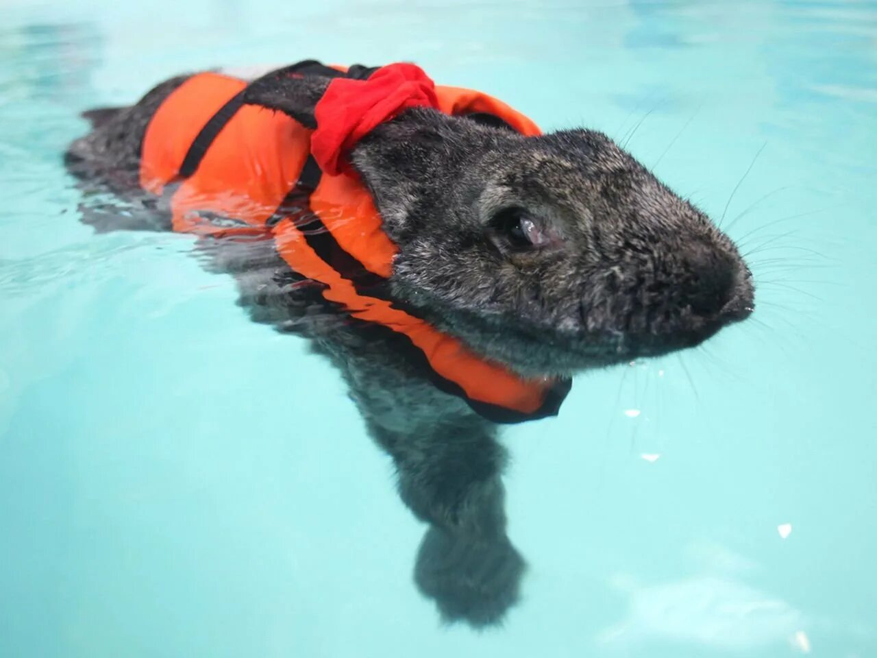 Кролик плавает. Животные пловцы. Животные которые умеют плавать. Кролик в воде. Заяц в ластах