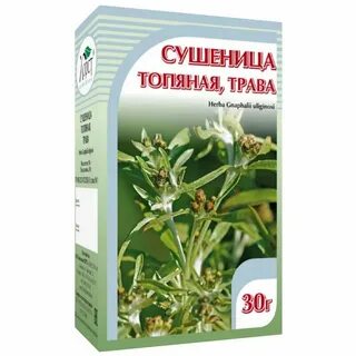 Сушеница топяная лечебные свойства