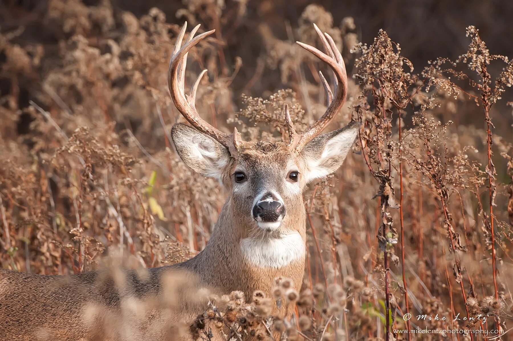 Хвост оленя. White tailed Deer. Buck Deer. United States Wild White tailed Deer. Deer marie