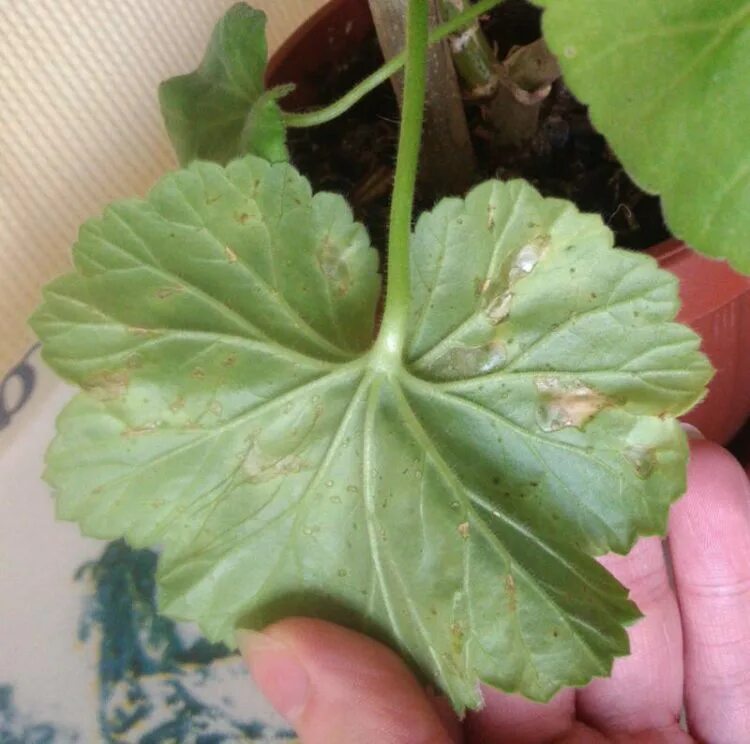 герань болезни листьев. болезни герани пеларгонии. церкоспороз герани. кольцевая пятнистость пеларгонии. герань болезни листьев.