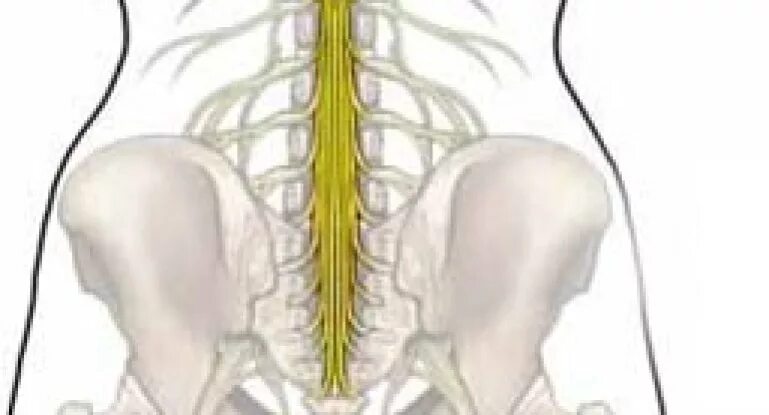 Корешковые нервы в пояснице. Седалищный нерв и конский хвост. Конский хвост позвоночника седалищный нерв. Корешки спинного мозга конский хвост. Конский хвост спинного мозга анатомия.