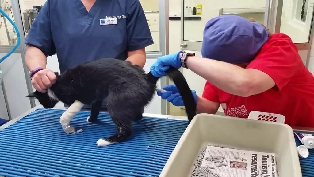 Ставить свечку животным. Ставить свечку животным. Измерить температуру у собаки. Измерение температуры у животных. Ставить свечку животным.