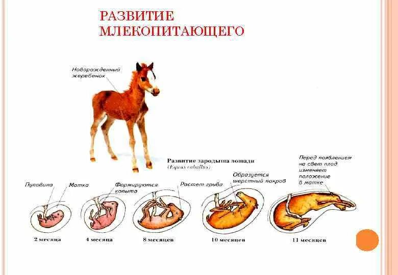 К особенностям размножения млекопитающих относят. Цикл развития млекопитающих схема. Цикл развития млекопитающих биология 7 класс. Цикл развития животного 7 класс. Годовой жизненный цикл млекопитающих.