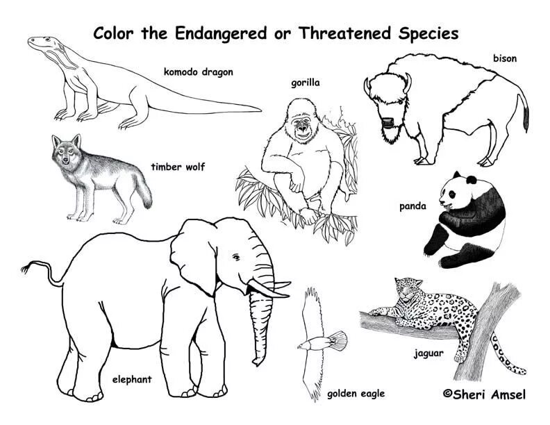 Match the words endangered. Млекопитающие рисунок. Раскраска редкие животные. Раскраски вымерших животных. Раскраски для детей исчезающих видов животных.