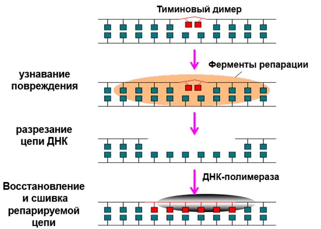 Повреждение днк ликвидируется с помощью специфических ферментов. Повреждение днк ликвидируется с помощью специфических ферментов
