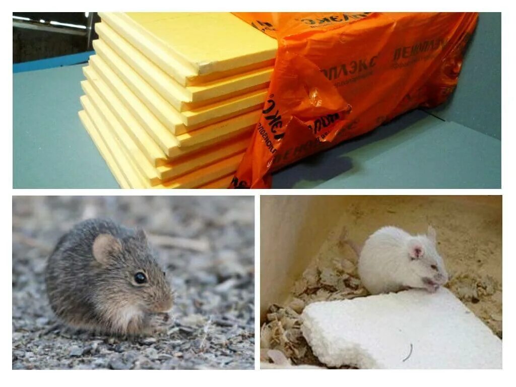 Могут ли мыши есть мышей. Мыши в пенополистироле. Грызуны и утеплитель. Пеноплекс и Грызуны. Мыши в утеплителе.
