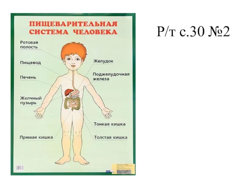 Органы пищеварения 4 класс. Пищеварительная система человека для детей. Пищеварительная система человека для дошкольников. Система пищеварения для детей. Пищеварительная система человека строение для детей.