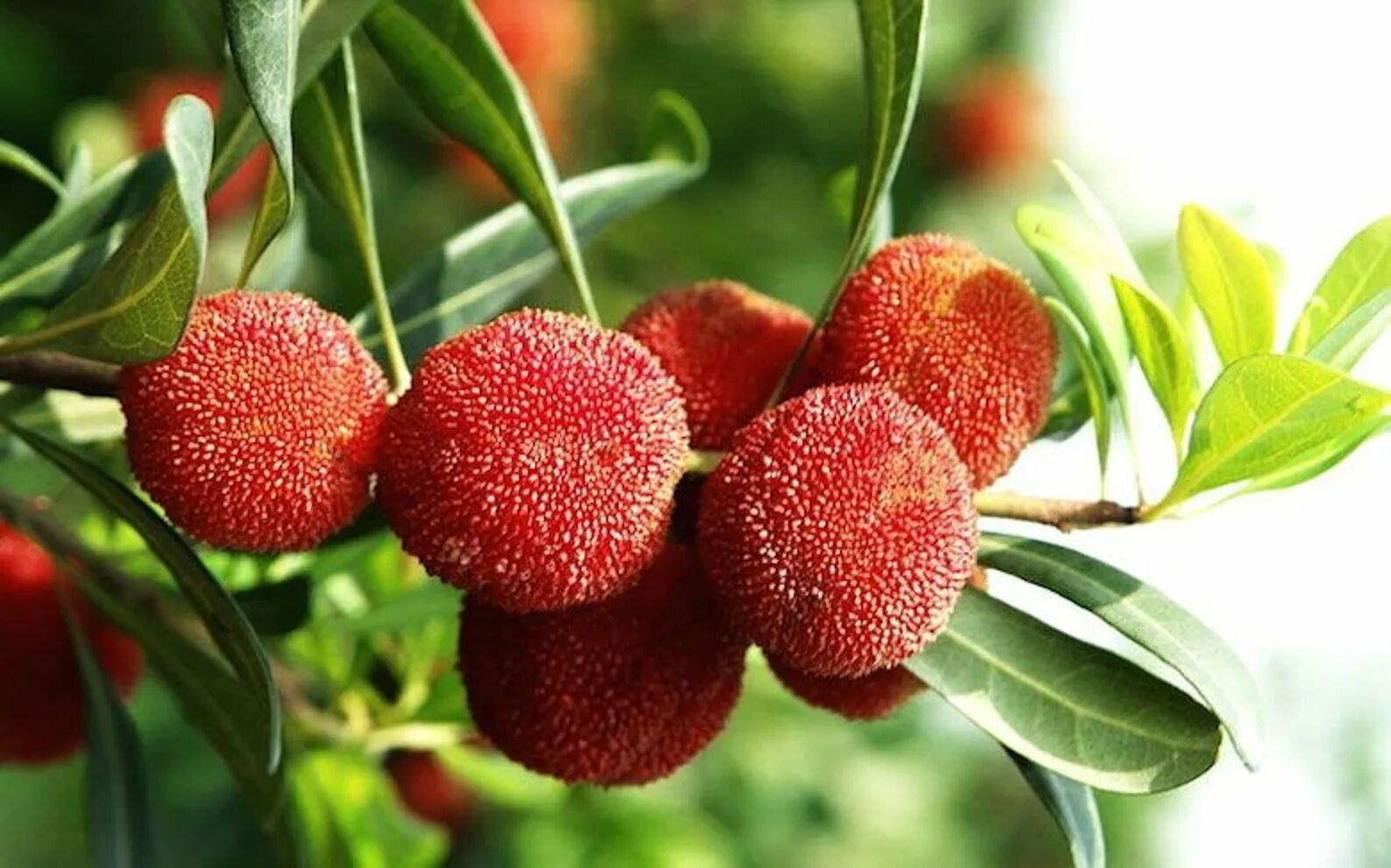 Восковница (myrica). Китайская клубника восковница красная. Восковница myrica rubra. Восковница myrica rubra. Китайская клубника восковница красная дерево.