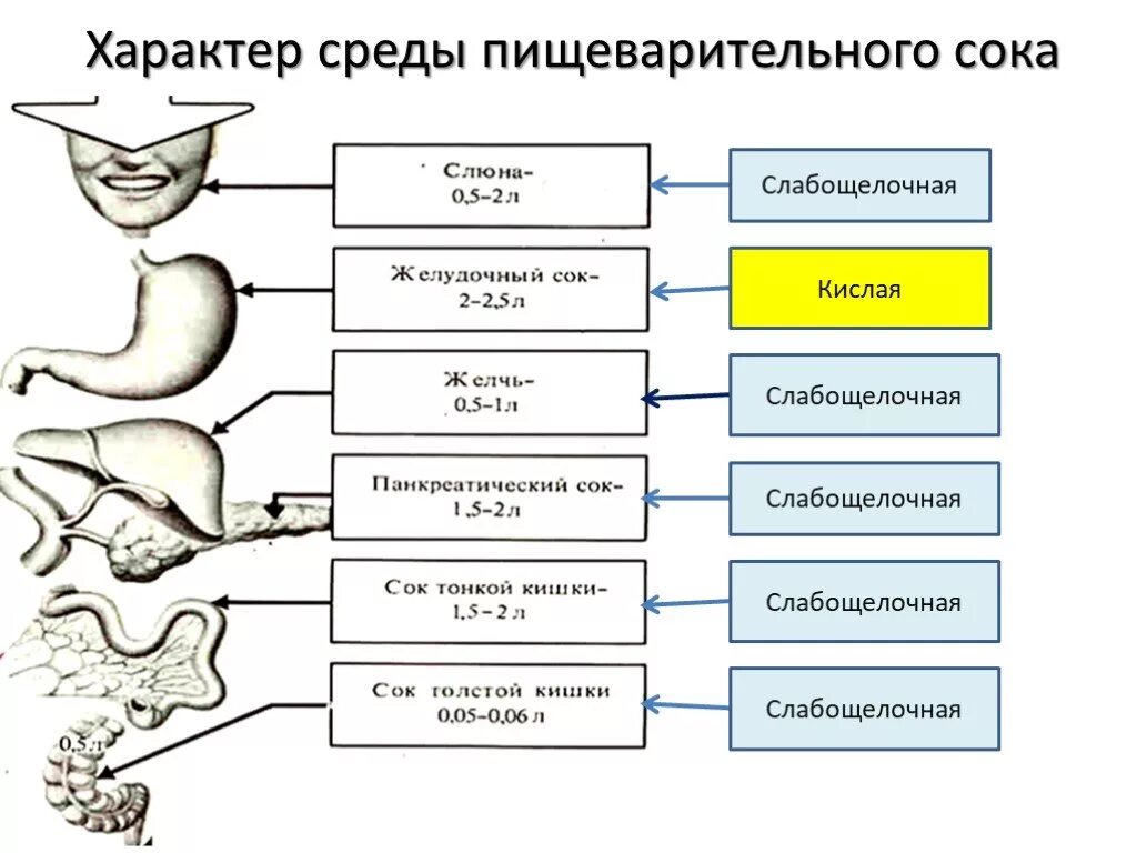 PH В разных отделах пищеварительного тракта. PH отделов пищеварительной системы. По ходу пищеварительного тракта PH среды. Строение пищеварительной системы с ферментами. Последовательность изменения строения