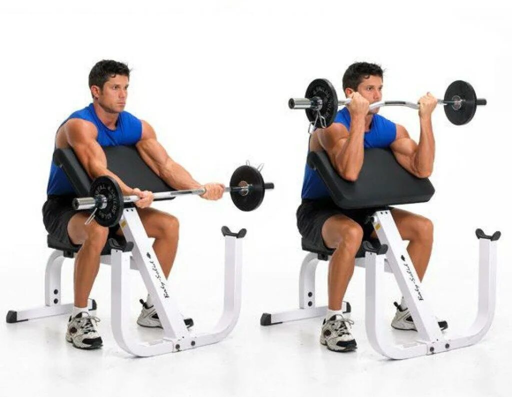 Упражнение на руки на скамье. Подъем на бицепс на скамье скотта. barbell preacher curl. barbell bicep curls. подъем ez штанги на бицепс на скамье скотта.